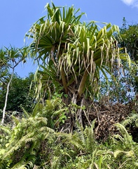 Pandanus tectorius
