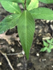 Persicaria longiseta