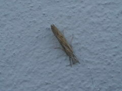 Agriphila inquinatella