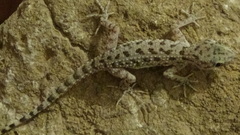 Cyrtopodion scabrum