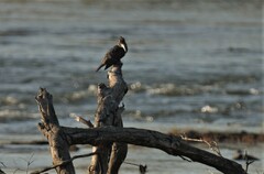 Megaceryle maxima maxima