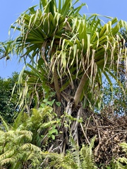 Pandanus tectorius