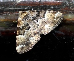 Aporoctena scierodes