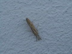 Agriphila inquinatella