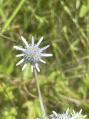 Eryngium