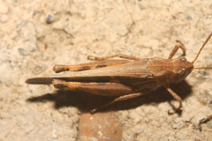 Aiolopus strepens