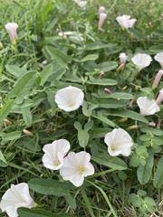 Convolvulus arvensis