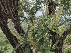 Eysenhardtia polystachya