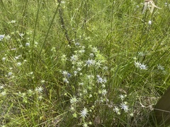 Eryngium
