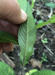 Persicaria longiseta