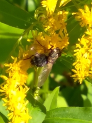Linnaemya