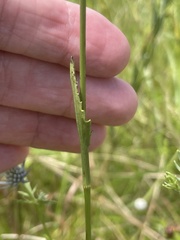 Eryngium