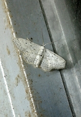 Idaea minuscularia