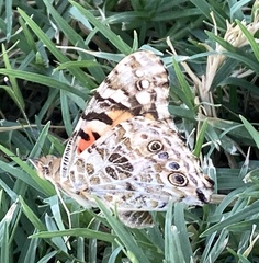Vanessa cardui