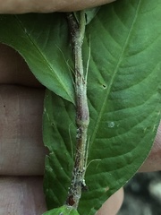 Persicaria longiseta