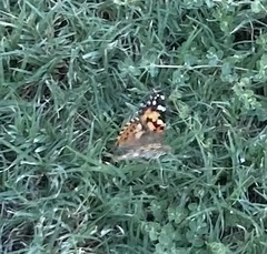 Vanessa cardui