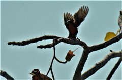 Chalcomitra senegalensis