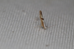 Argyresthia