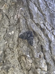 Catocala lacrymosa