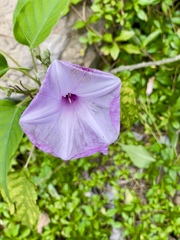 Ipomoea carnea