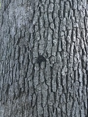 Catocala lacrymosa