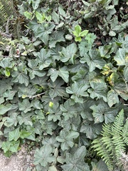 Sicyoeae