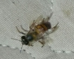 Apis mellifera