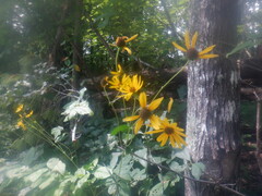 Helianthus atrorubens
