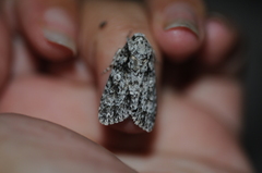 Acronicta marmorata