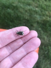 Trichiotinus piger
