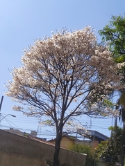 Tabebuia roseoalba