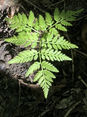 Botrypus virginianus