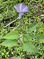 Ipomoea carnea