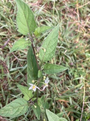 Solanum nigrum