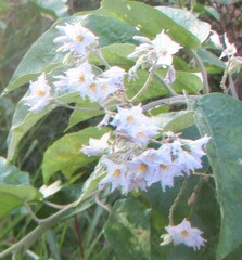Solanum paniculatum