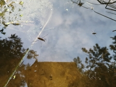 Limnoporus rufoscutellatus