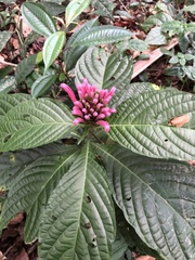 Justicia carnea
