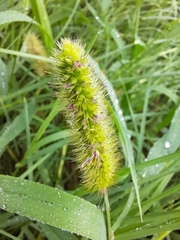 Setaria