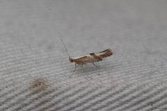 Argyresthia
