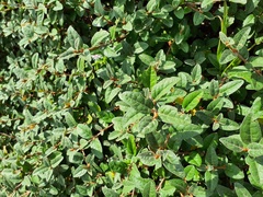 Shepherdia canadensis