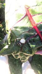 Araneus