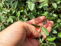 Shepherdia canadensis