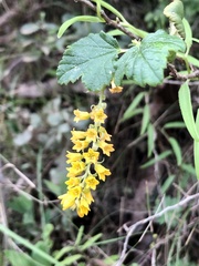 Ribes punctatum