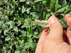 Shepherdia canadensis