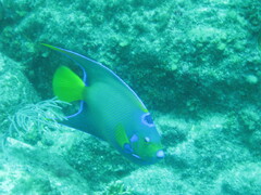 Holacanthus ciliaris