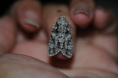 Acronicta marmorata