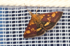 Pyrausta aurata