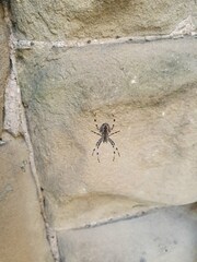 Araneus diadematus