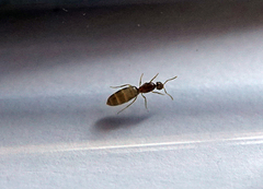Brachymyrmex depilis