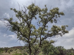 Eysenhardtia polystachya